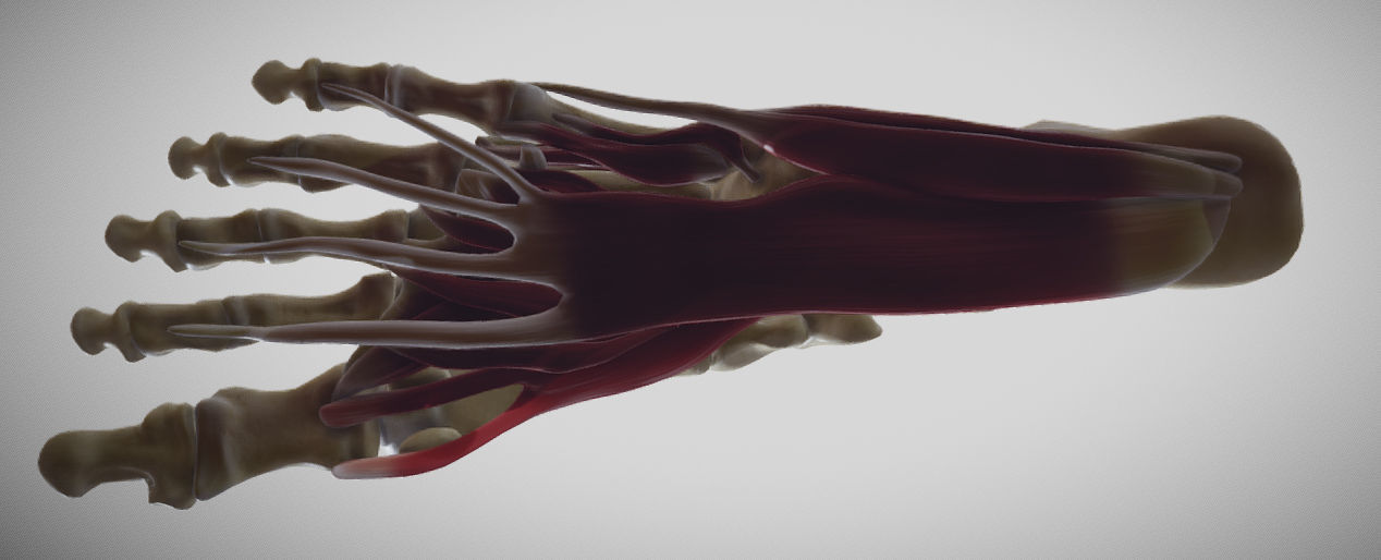 Foot Muscles Low-poly 3D model_5