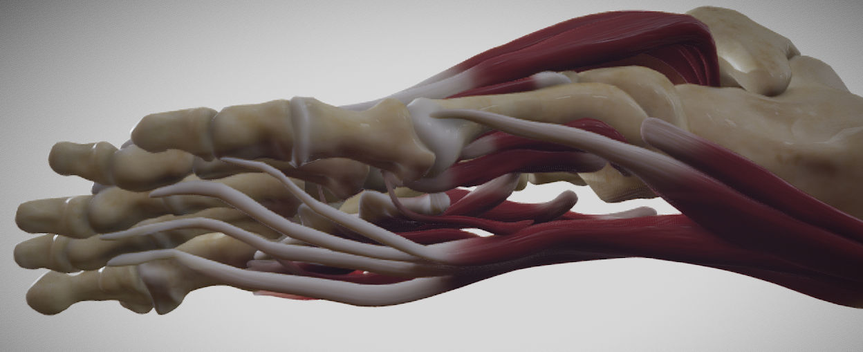 Foot Muscles Low-poly 3D model_6
