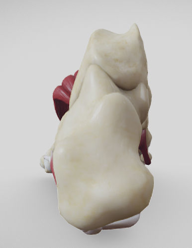 Foot Muscles Low-poly 3D model_3