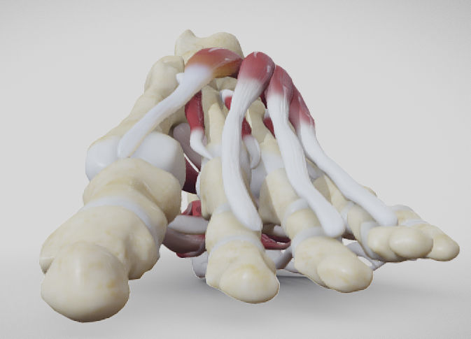 Foot Muscles Low-poly 3D model_9