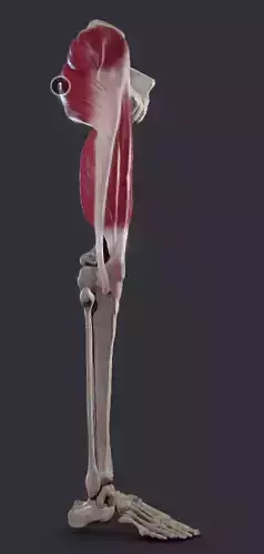 Thigh Extensors And Hip Gluteal Muscles Low-poly 3D model