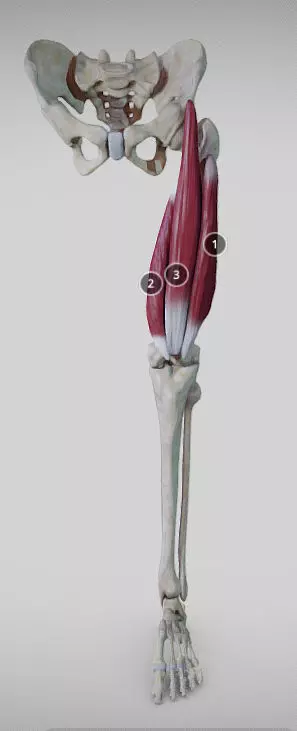 Extensors of the thigh Low-poly 3D model