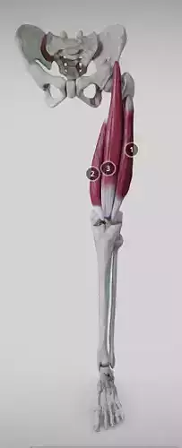 Extensors of the thigh