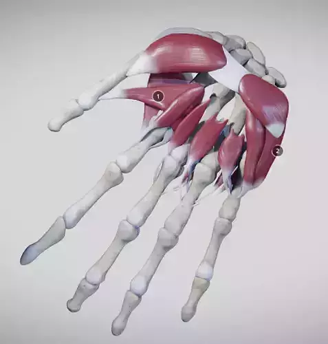 Instrinsic Muscles Of The Hand Low-poly 3D model