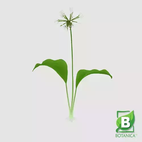 Ramsons - Wild Garlic - Allium Ursinum