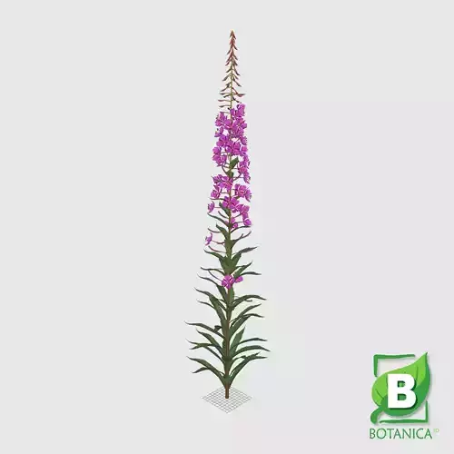 Fireweed - Rosebay Willowherb - Epilobium Angustifolium
