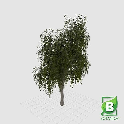 Weeping Paperbark - Melaleuca Leucadendra Low-poly 3D model