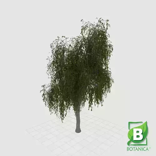 Weeping Paperbark - Melaleuca Leucadendra