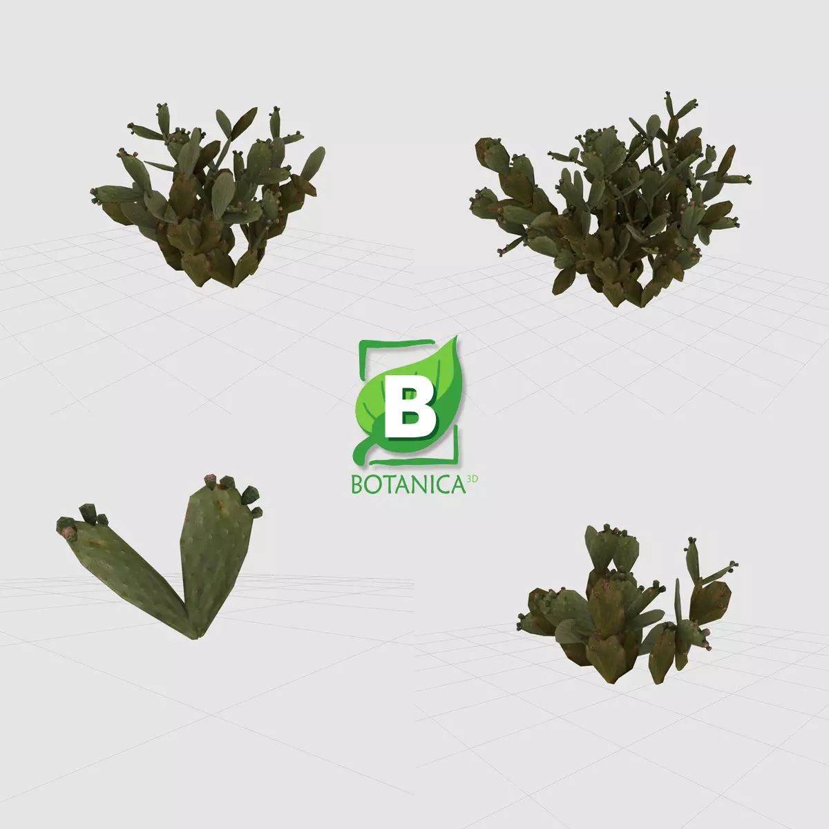 Cactus  - Prickly Pear - Opuntia Ficus-Indica Low-poly 3D model_0