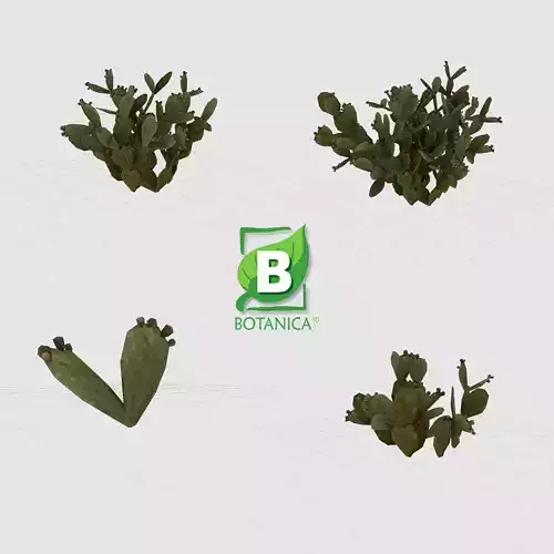 Cactus  - Prickly Pear - Opuntia Ficus-Indica