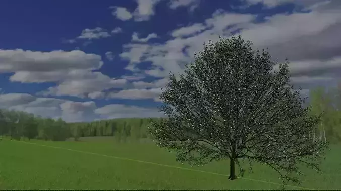 Hornbeam Tree 3d model European hornbeam