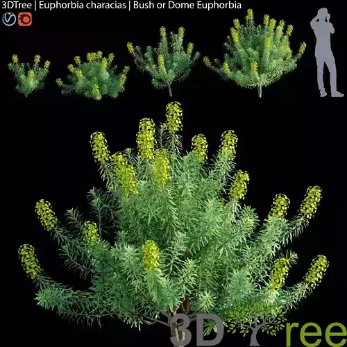 Euphorbia characias - Bush or Dome Euphorbia