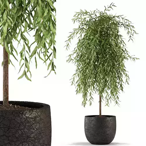 Plants collection 292