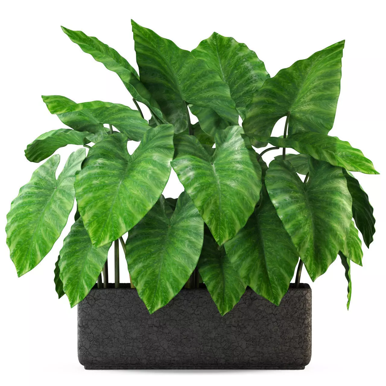 Plants collection 294 3D model_0