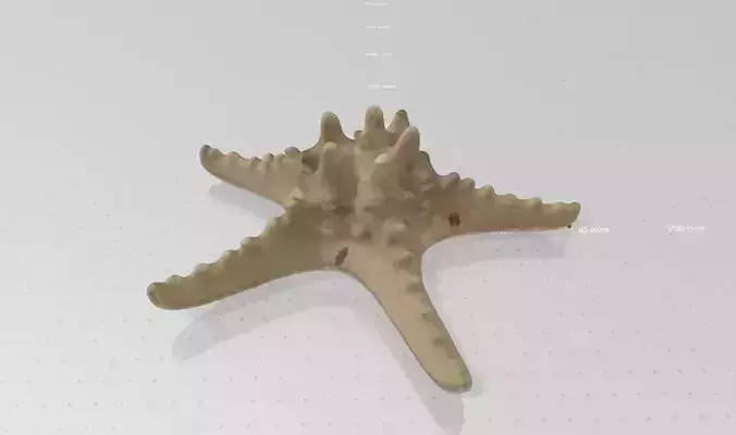 Real life Seastar 3D print model