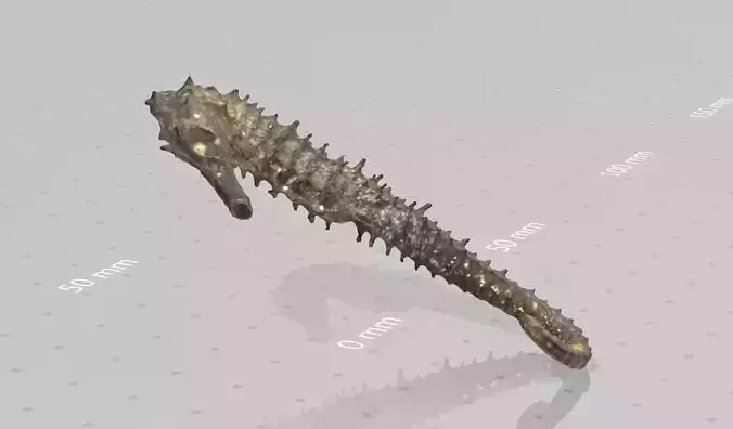 Real life Seahorse 3D print model