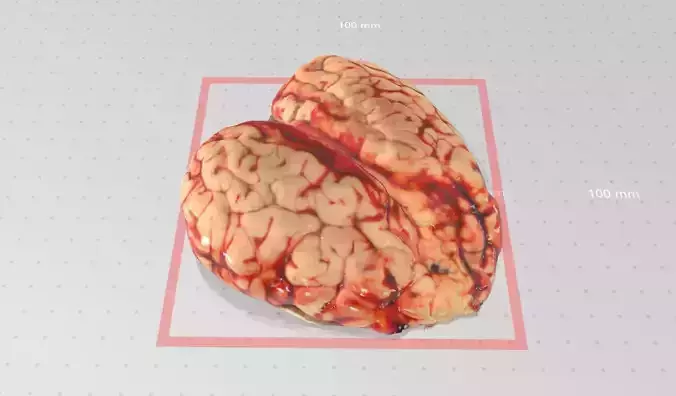 Real life Cowbrain-2 3D print model