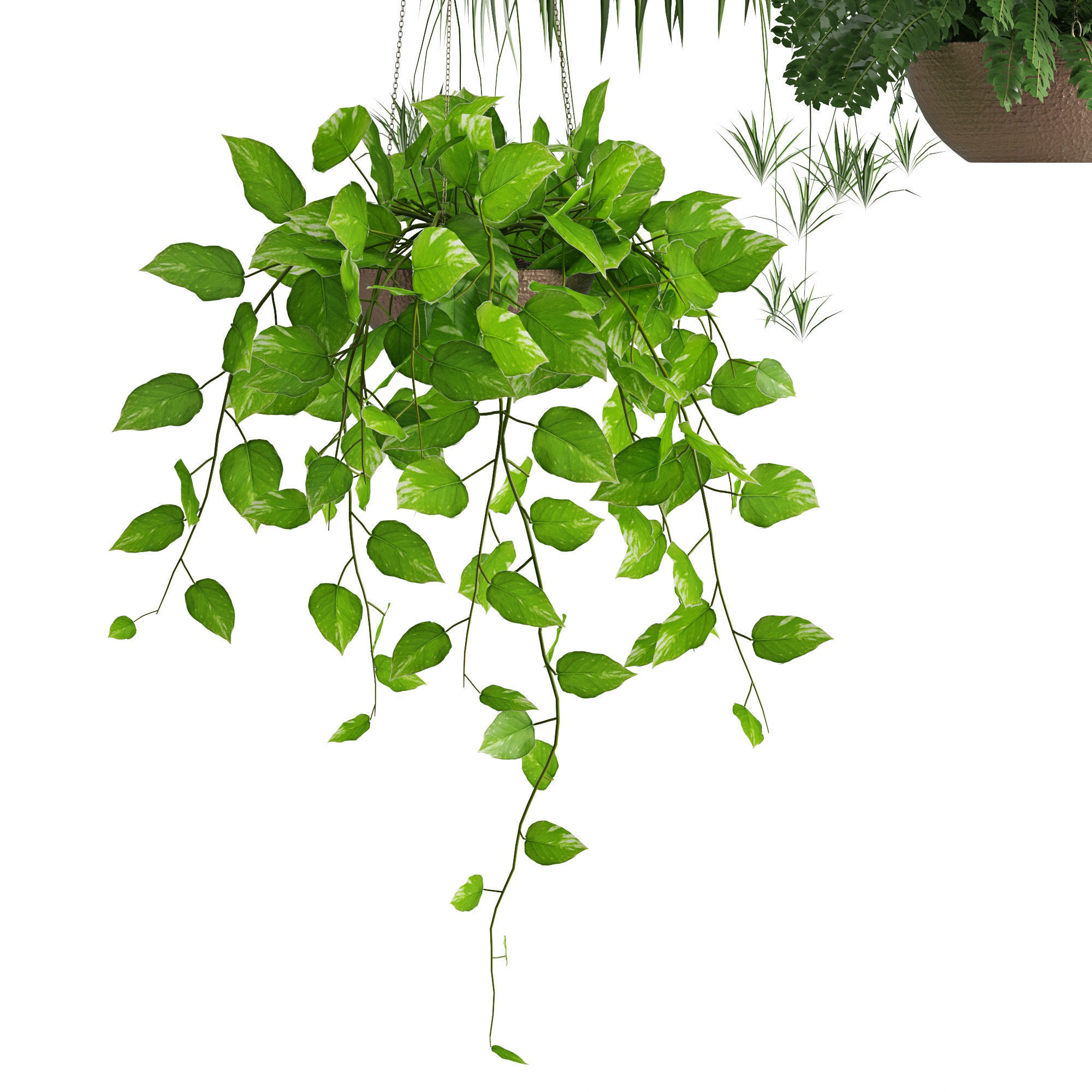 Houseplant 43 3D model_3