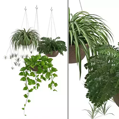 Houseplant 43 3D model