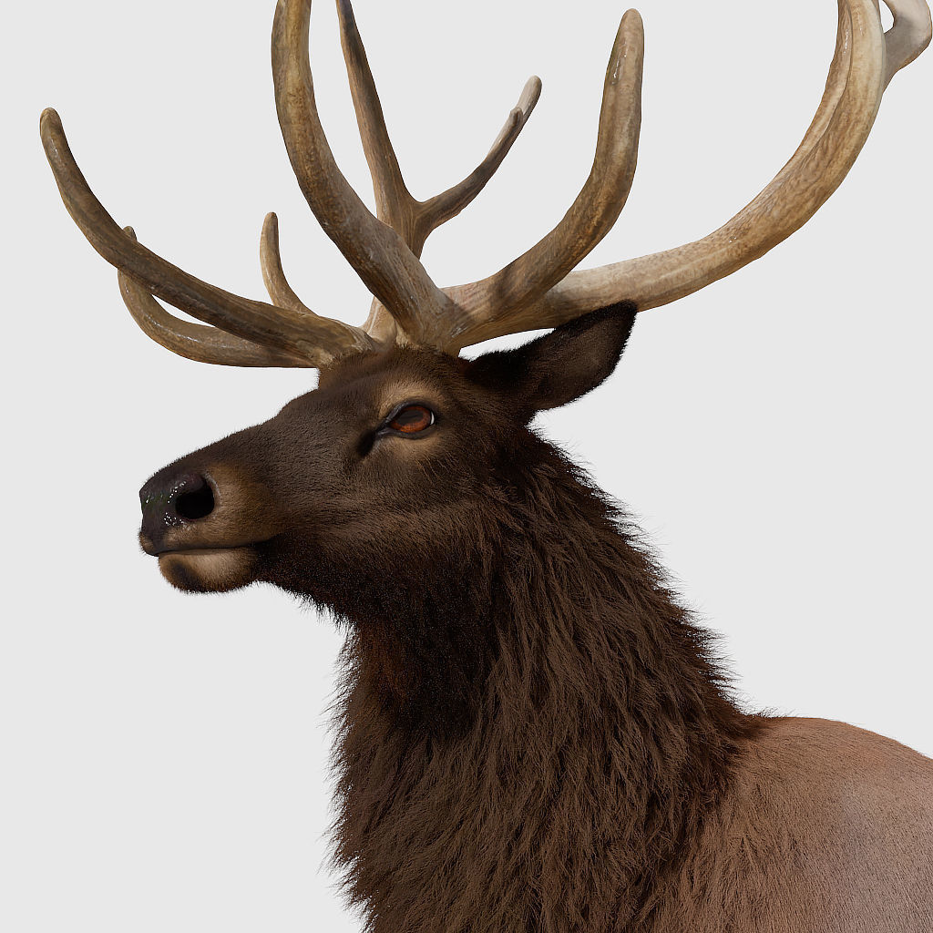 Realistic elk with antlers 3D model_5