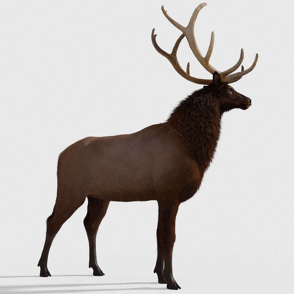 Realistic elk with antlers 3D model_3