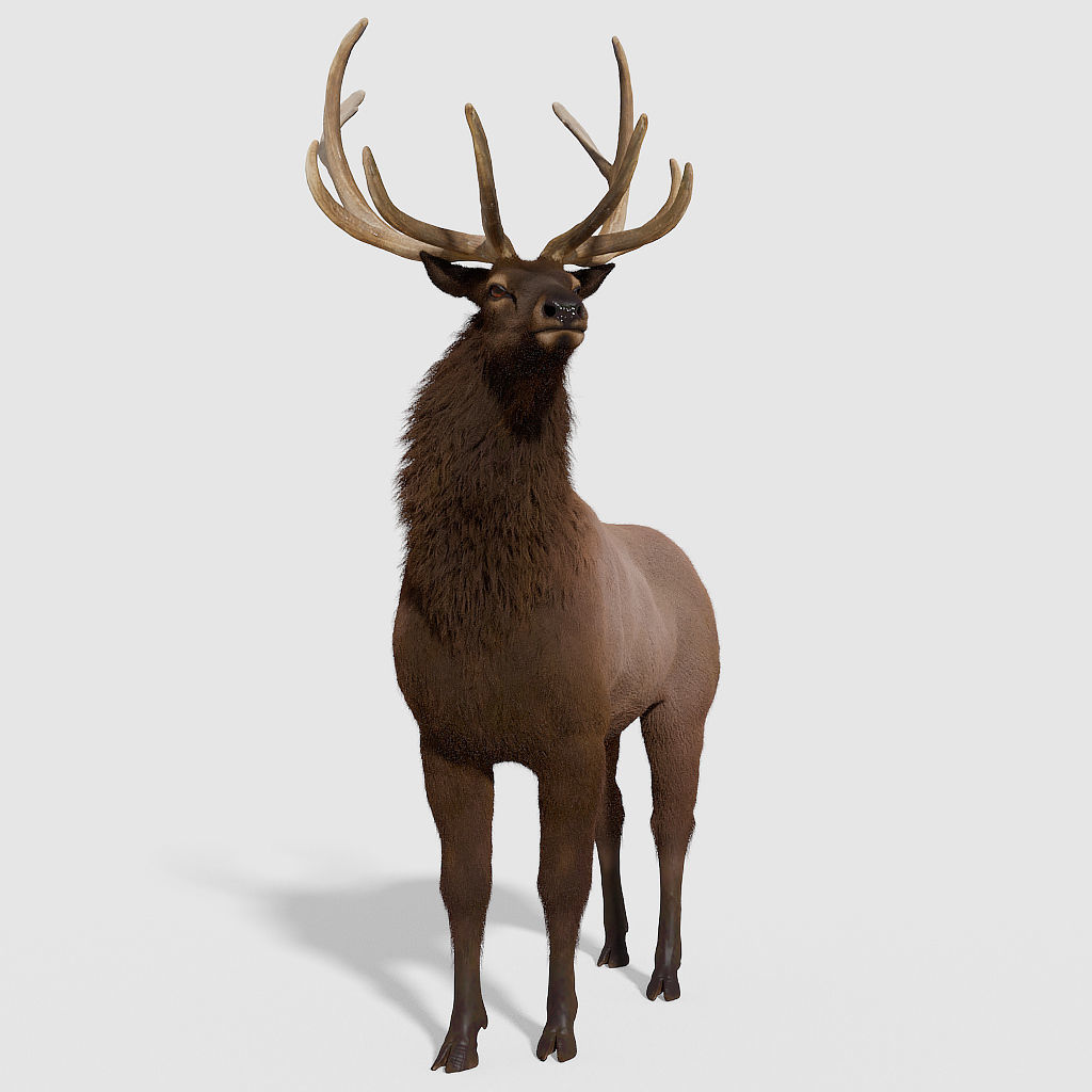 Realistic elk with antlers 3D model_4