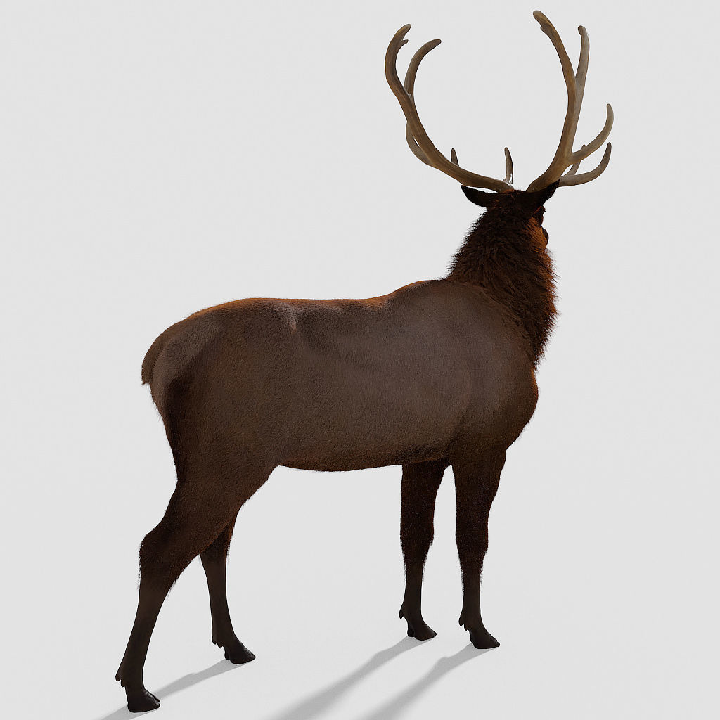 Realistic elk with antlers 3D model_2