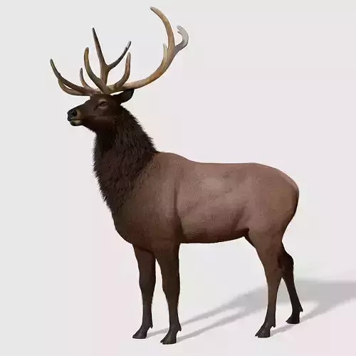 Realistic elk with antlers 3D model