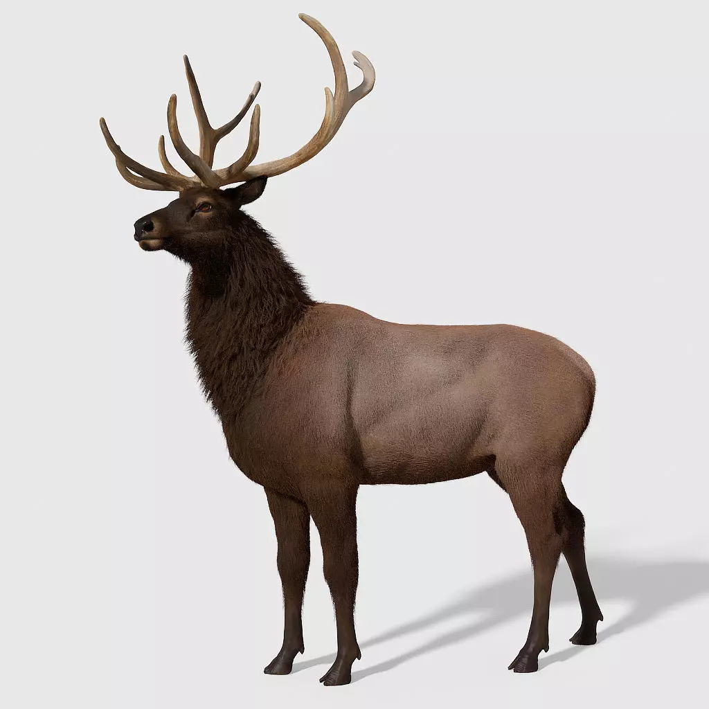 Realistic elk with antlers 3D model_0