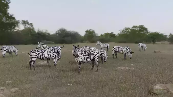 Zebra donkey Low-poly 3D model