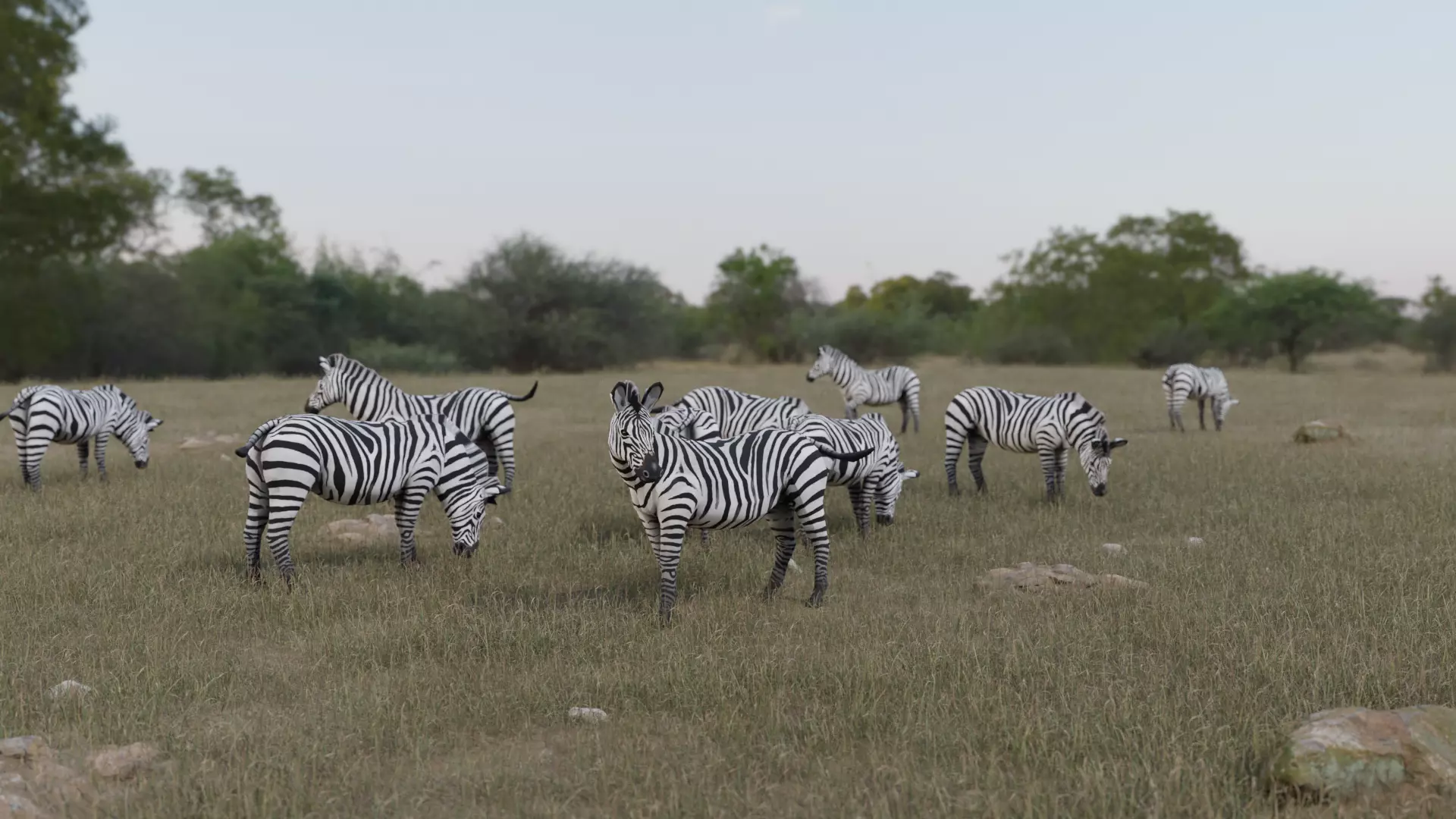 Zebra donkey Low-poly 3D model_0