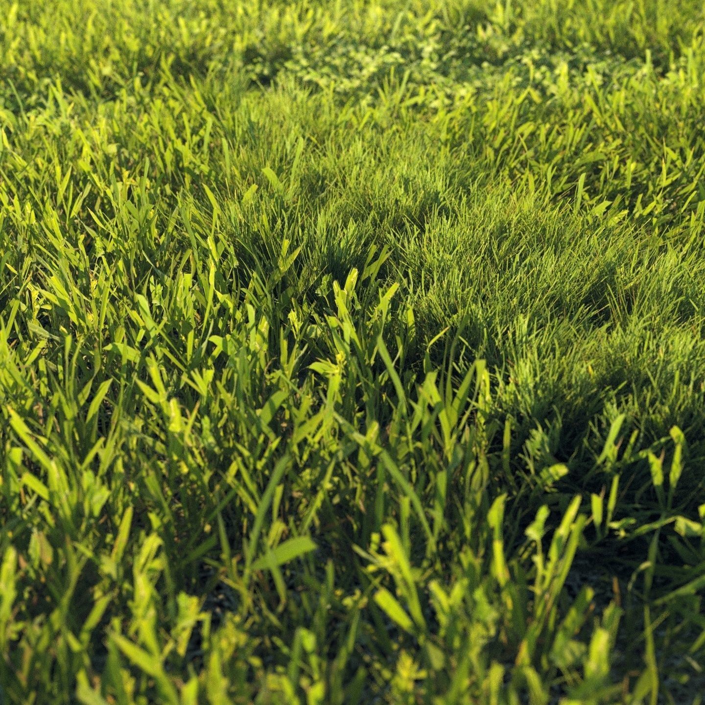Scanned real grass01 Low-poly 3D model_2