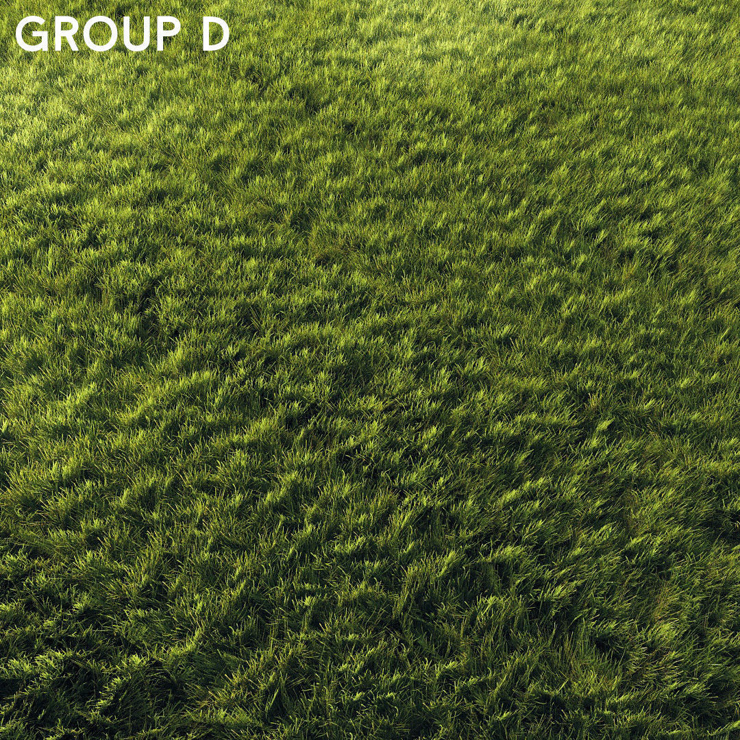 Scanned real grass01 Low-poly 3D model_12