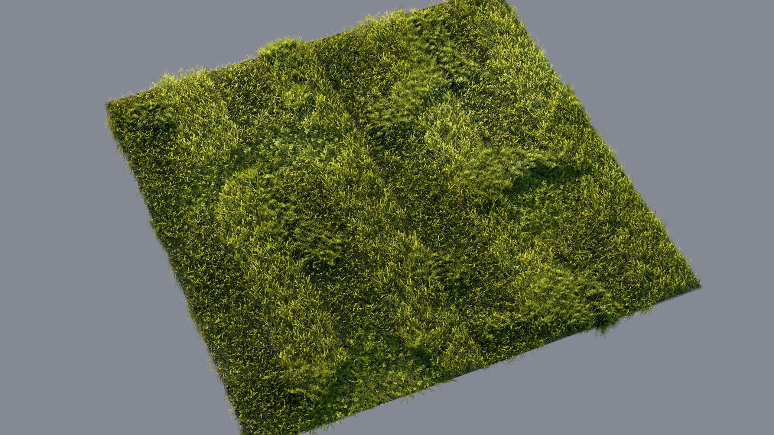 Scanned real grass01 Low-poly 3D model_17