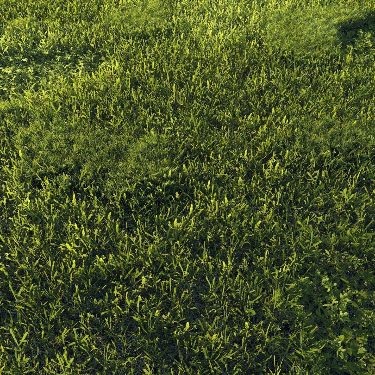 Scanned real grass01 Low-poly 3D model_6