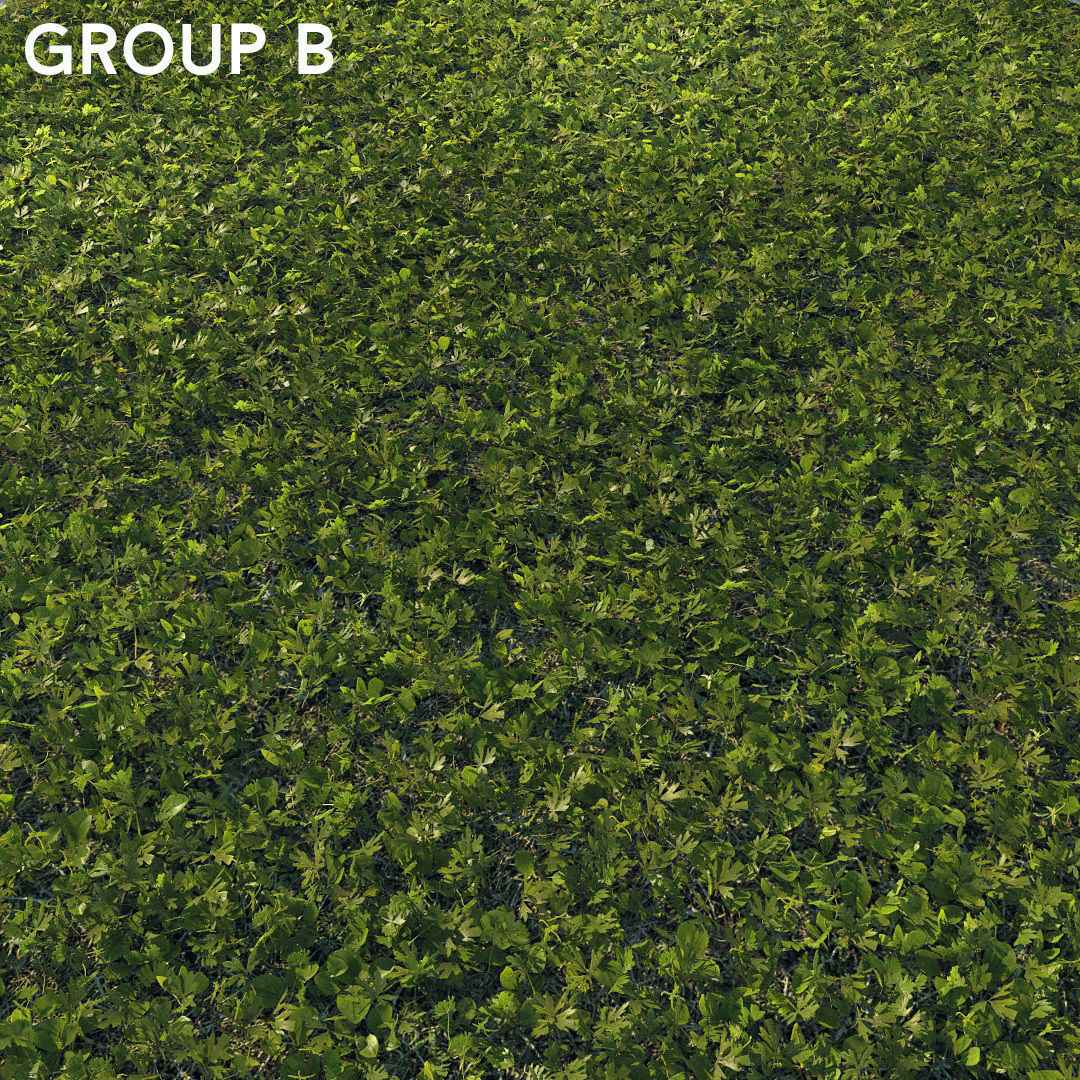 Scanned real grass01 Low-poly 3D model_14