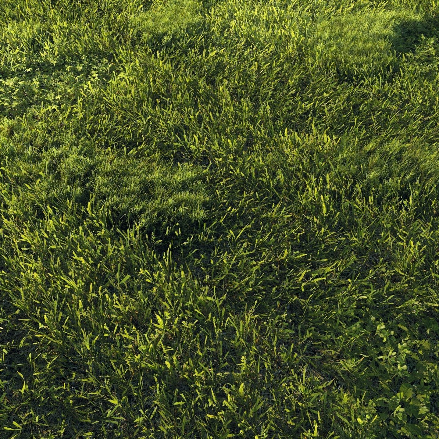 Scanned real grass01 Low-poly 3D model_3