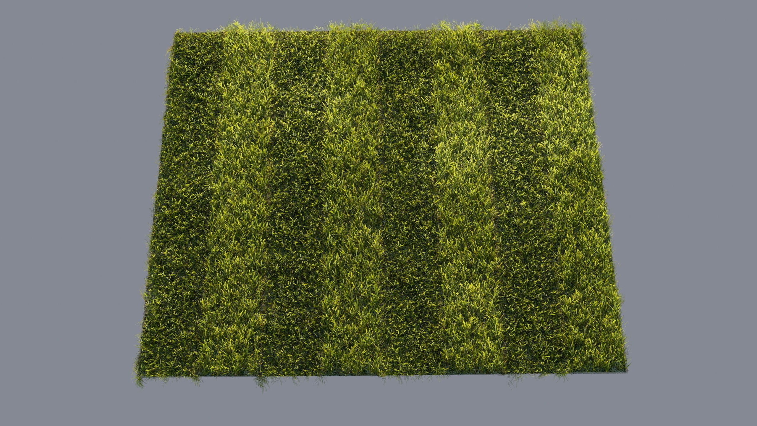 Scanned real grass01 Low-poly 3D model_18