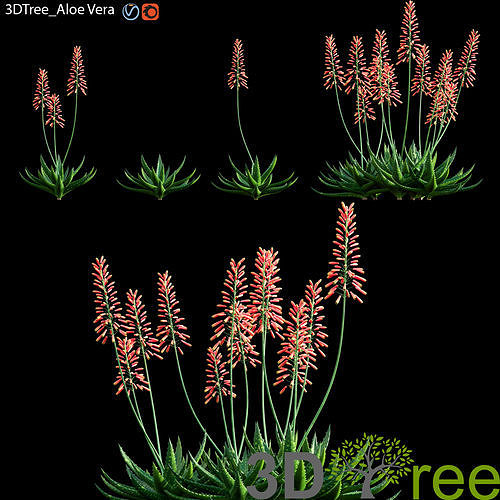 Aloe Vera 3D model