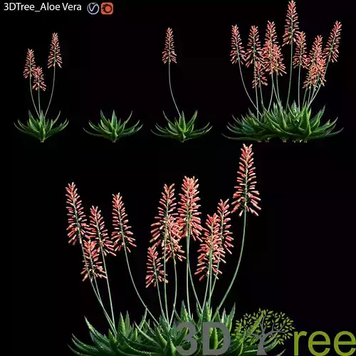 Aloe Vera 3D model