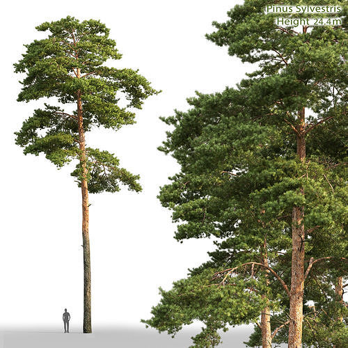 Pinus Sylvestris Height 25 3D model