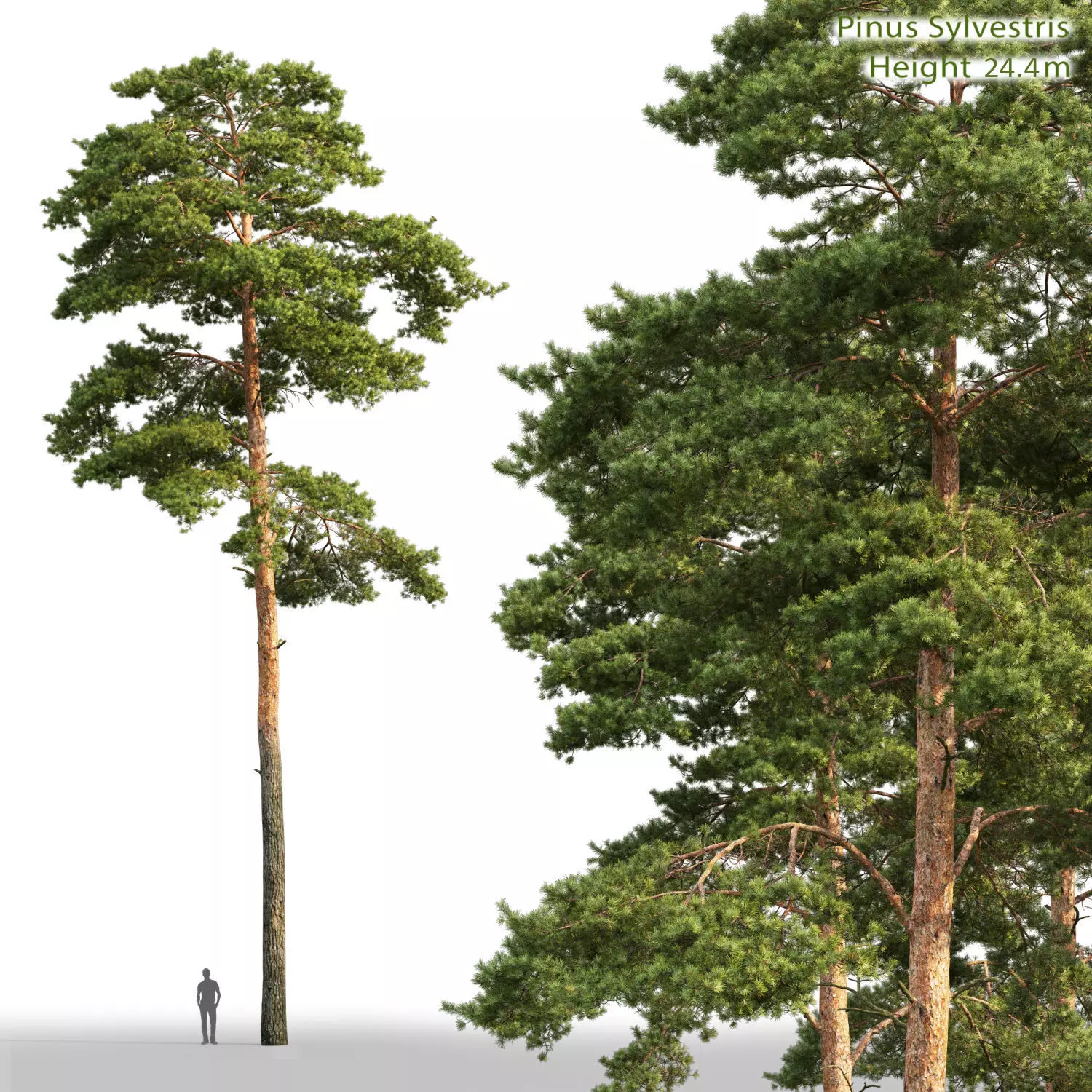 Pinus Sylvestris Height 25 3D model