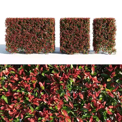 Photinia fraseri Little Red Robin Hedge 3D model
