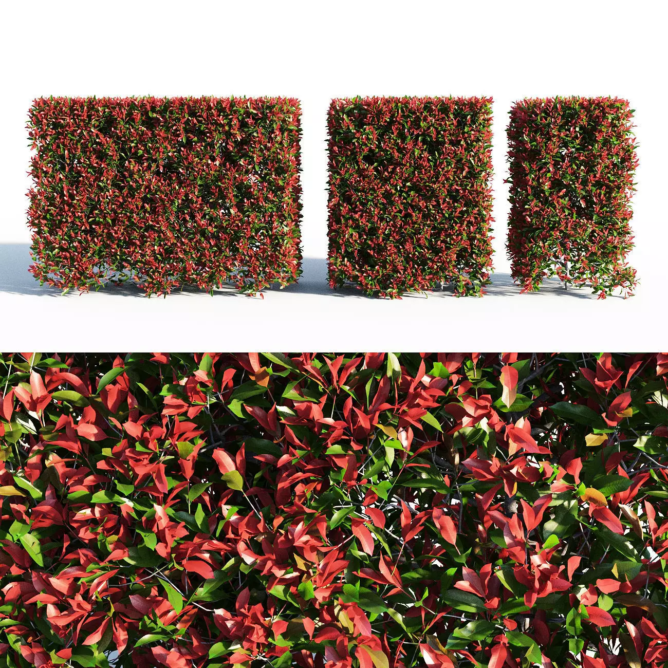 Photinia fraseri Little Red Robin Hedge 3D model_0