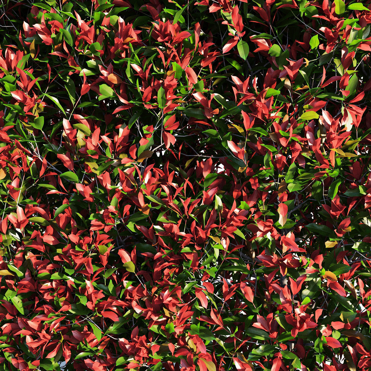 Photinia fraseri Little Red Robin Hedge 3D model_5