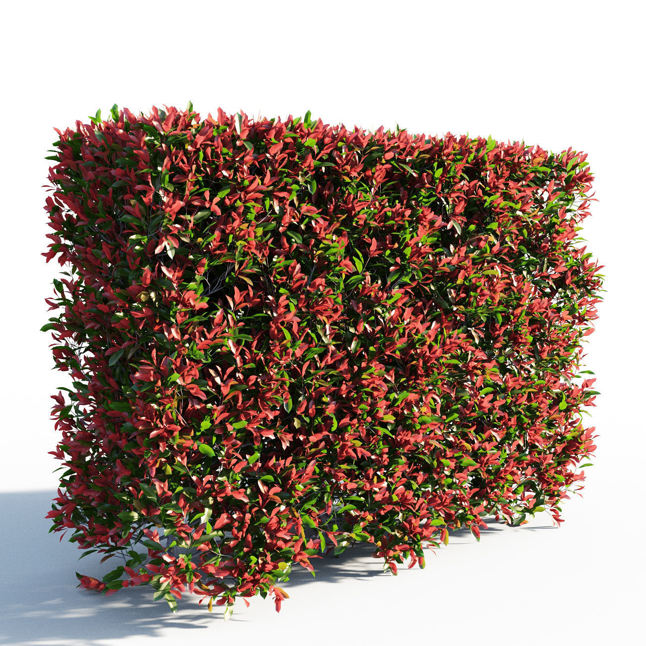 Photinia fraseri Little Red Robin Hedge 3D model_1