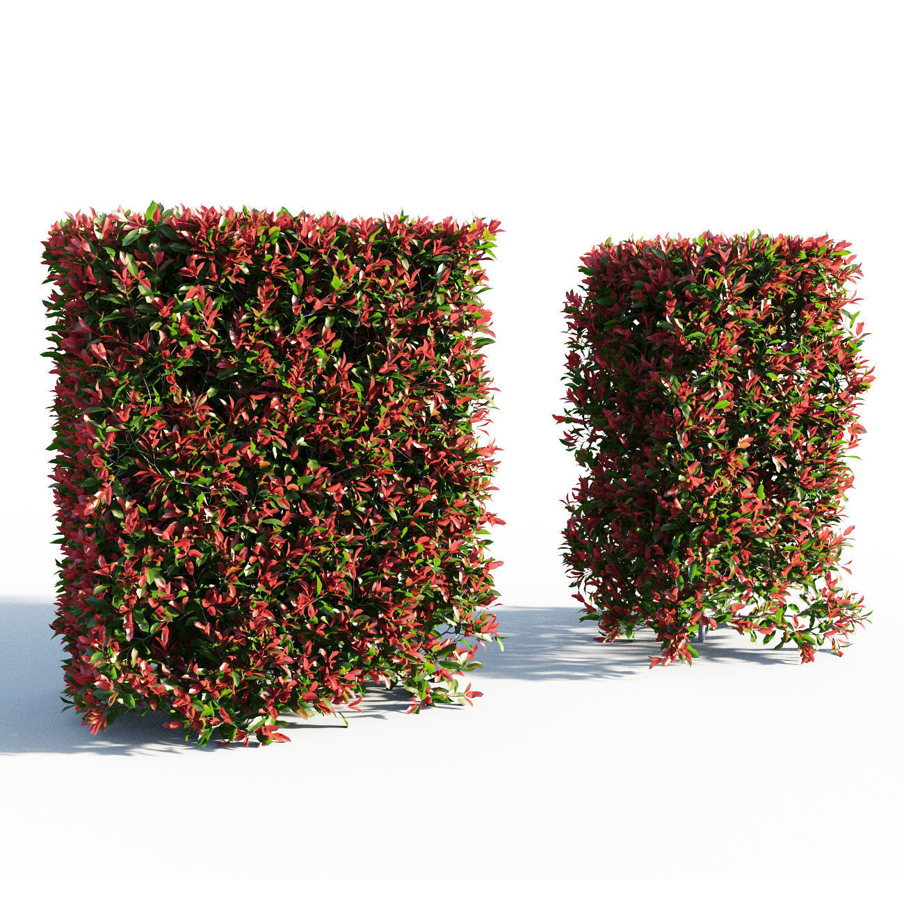 Photinia fraseri Little Red Robin Hedge 3D model_2