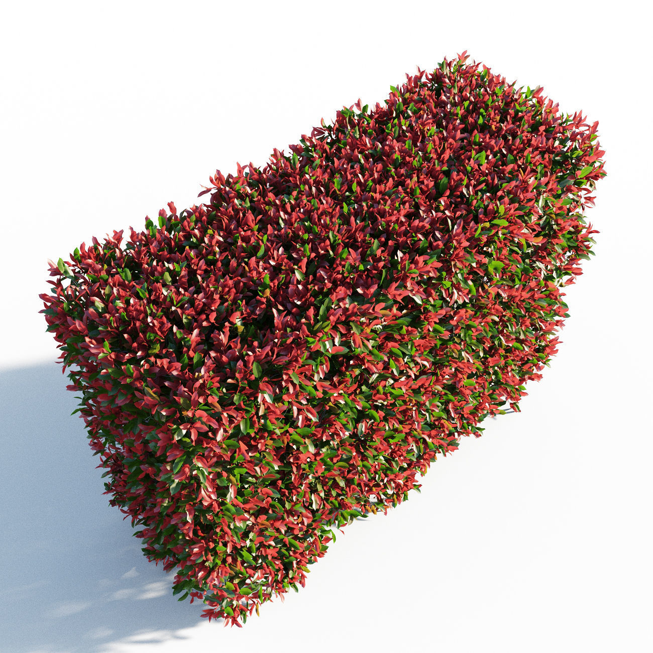 Photinia fraseri Little Red Robin Hedge 3D model_4