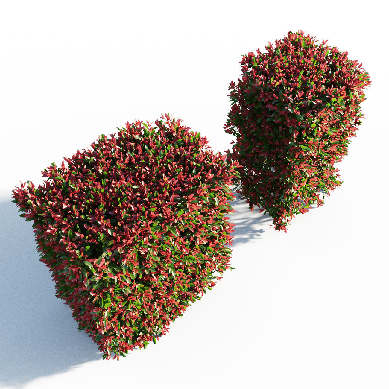 Photinia fraseri Little Red Robin Hedge 3D model_3
