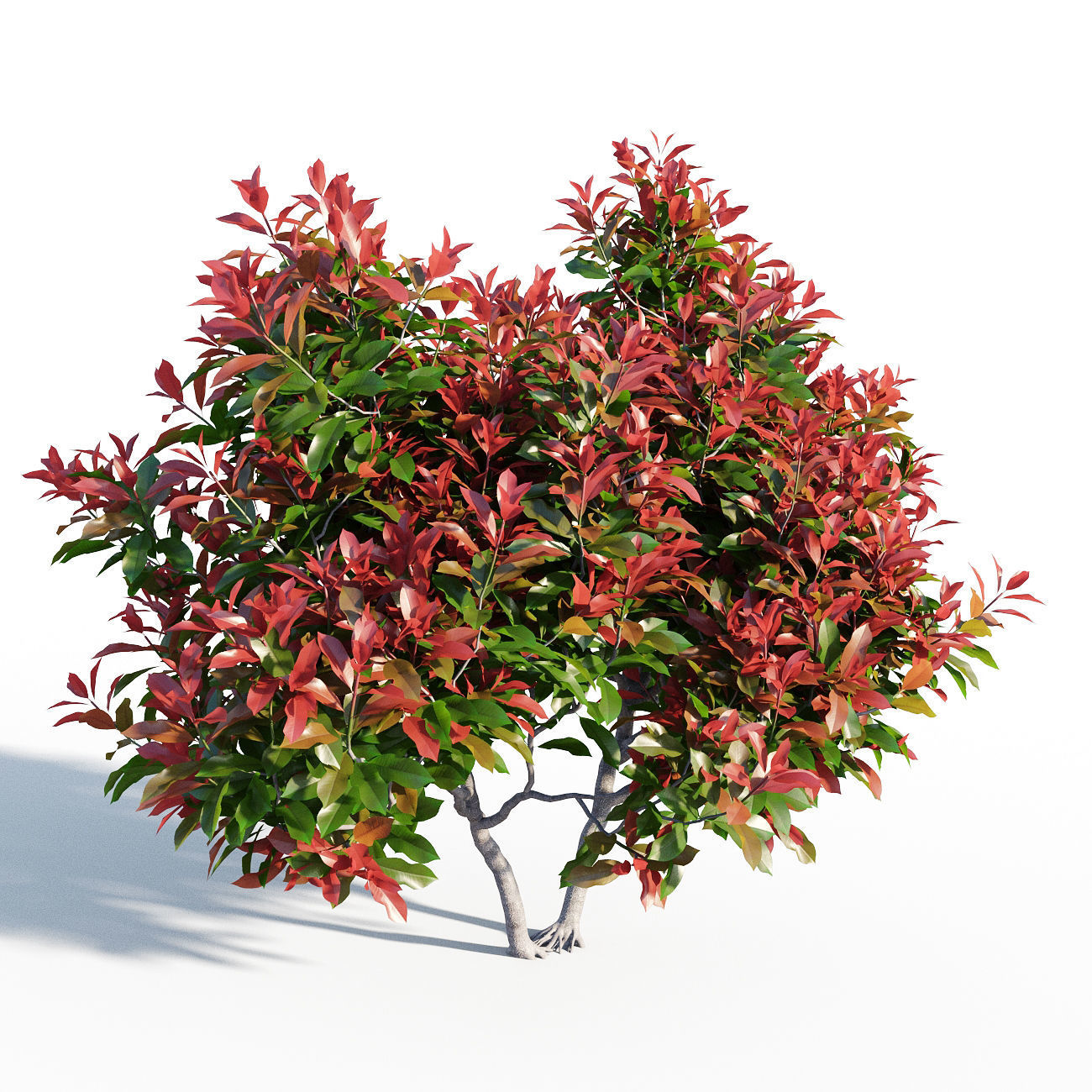 Photinia fraseri Little Red Robin 3D model_2
